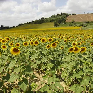  Alloggio per agriturismo Tenuta Di Colle Alberti Agriturismo